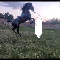 اسب