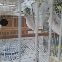 عروس هلندی|پرنده|گمیشان, |دیوار