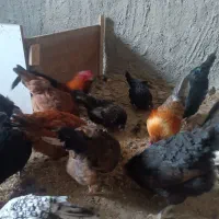 مرغ و خروس محلی و سبرایت