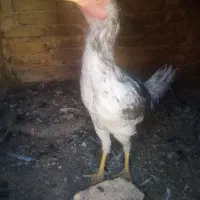 9عدد جوجه لاری 5ماه آس