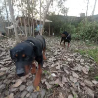 روتوایلر|سگ|لولمان, |دیوار