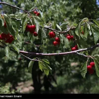 معاوضه باغ زیبا در قلب روستا با آب و هوای خنک|فروش زمین و ملک کلنگی|کاشان, باغ ماجد|دیوار
