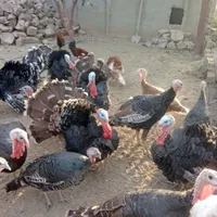 بوقلمون‌برنز|حیوانات مزرعه|آبسرد, |دیوار