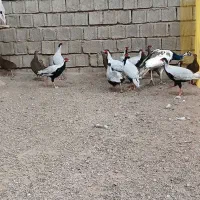 مرغ و خروس آمریکایی سیلور|پرنده|ساری, |دیوار