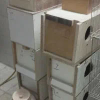 لونه اغل عروس هلندی و مرغ عشق