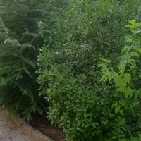 اسکلت خوش قیمت