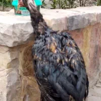 جوجه خروس لاری اوشامو