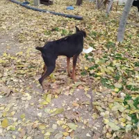 واگذاری سگ دوبرمن|سگ|بیلوار, |دیوار