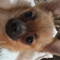 سگ شی واوا عروسکی