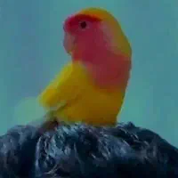 طوطی گم شده