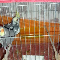 عروس هلندی|پرنده|میانه, |دیوار