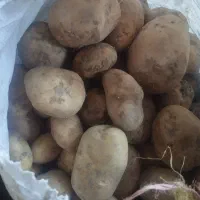 سیب زمینی|خوردنی و آشامیدنی|زاغه, |دیوار