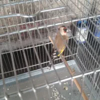 سهره ماده|پرنده|نسیم‌شهر, |دیوار