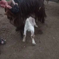 بز و بیگ|حیوانات مزرعه|مسجد سلیمان, |دیوار