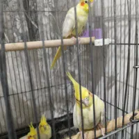 حراج عروس