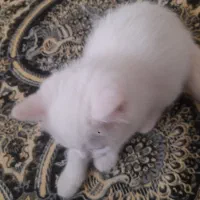 باسلام خدمت شما گربه برتیش پسر هس