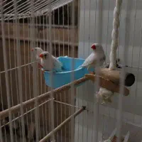 فنچ