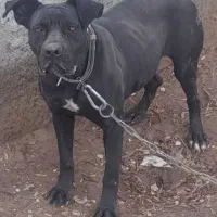 سگ کن کورسو