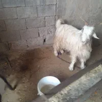 بز و بیگ