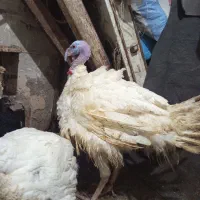 بوغلمون|حیوانات مزرعه|مشهد, شهید قربانی|دیوار