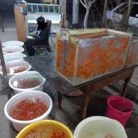 ماهی قرمز عید