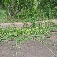 زمین-کوی-سادات