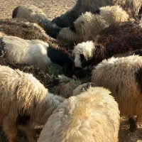 گوسفند بره ماده