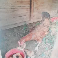 مرغ جوجه دار