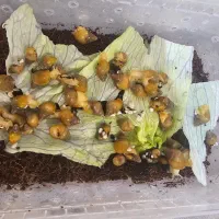 حلزون|خزنده|اصفهان, چرخاب|دیوار