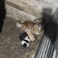 سگ سوسیسی و جک راسل