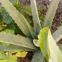 الوورا با برگهای سبز وسرحال و خاصیت درمانی|آرایشی، بهداشتی، درمانی|نهاوند, |دیوار