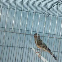 قناری نر مست|پرنده|خورموج, |دیوار