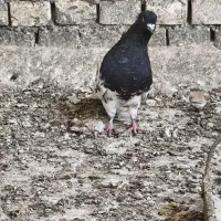 نر کله سیاه|پرنده|بهبهان, |دیوار