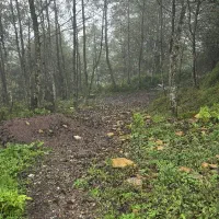 راهنمایی برای ریزش مو