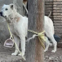 سگ نگهبان|سگ|مشهد, فرخد|دیوار