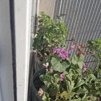 گل و گیاه|گل و گیاه طبیعی|آستارا, |دیوار