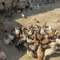 مرغ گلین ریشو،نیمچه مرغ و خروس ۳ماهه لاری