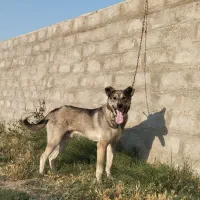 سگ سرابی اصیل