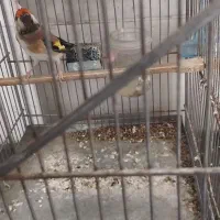 سهره دورگ|پرنده|شیراز, کوشک میدان|دیوار