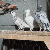 کفتر هما سرور پرشی