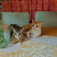 واگذاری ۴ تا گربه خورخوری