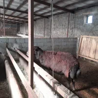 قوچ|حیوانات مزرعه|تسوج, |دیوار