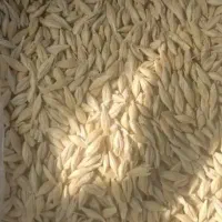 جو محلی