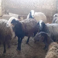 گوسفند جوان شیشک بره دار ابستن