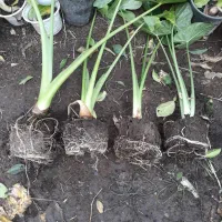 گل باباآدم ۷۵ عدد (کوچصفهان)