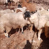 گوسفند|حیوانات مزرعه|کرمان, |دیوار