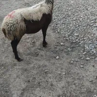 گوسفند سه ماه آبست