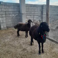 شیشک قوچ قره قزل افشار