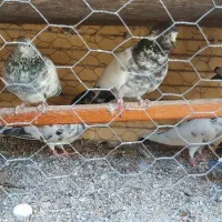 پاکستانی فروشی|پرنده|بندرعباس, |دیوار