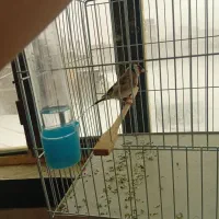 جوجه سال درشت قدوقوارع دار بخون